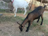 Goat, Saanen goat — photo 3