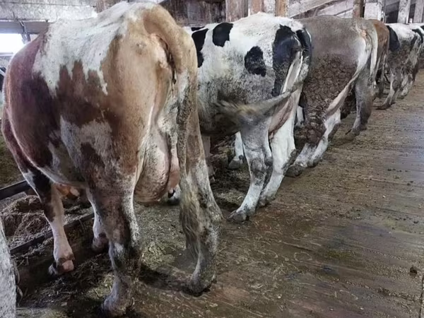 Cow, Cattle