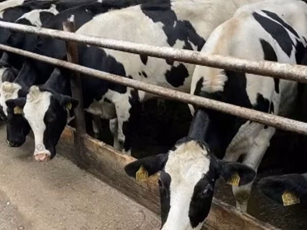 Cow, Holstein breed