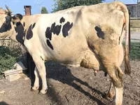 Cow, Swiss cattle — photo 6