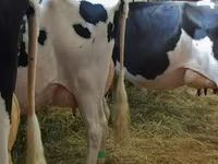 Cow, Swiss cattle — photo 2
