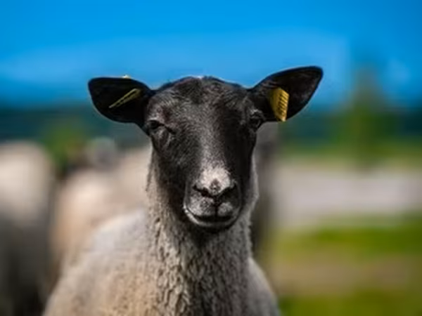 Romanov sheep