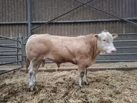 Bull, Blonde d’Aquitane cattle — photo 2