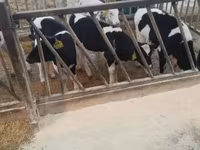 Bull, Holstein breed — photo 5