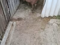 Boar, Дюрок — photo 2