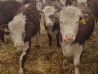 Cow, Holstein breed — photo 8