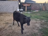 Bull, Alatau breed — photo 1