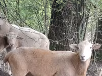 Ram, Katum sheep — photo 1