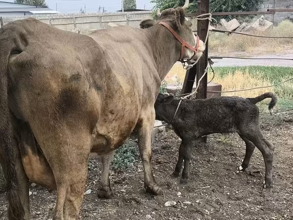 Cow, Simmental cattle