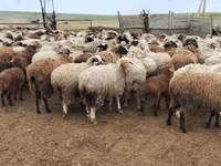 Sheep, Katum sheep — photo 7