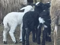 Sheep, Katum sheep — photo 2