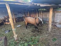 Billy Goat, LaMancha goats — photo 2