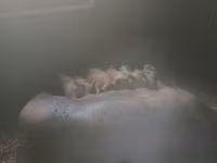 Boar, Дюрок — photo 2