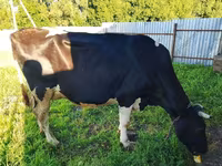 Cow, Holstein breed — photo 1