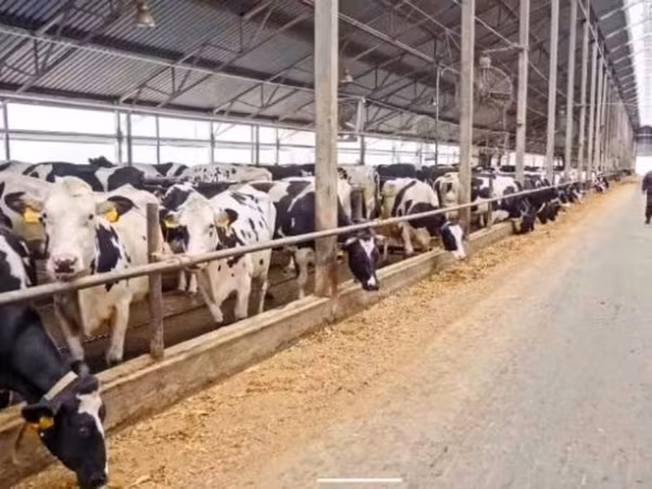 Cow, Swiss cattle