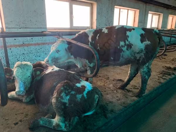 Cow, Simmental cattle