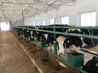 Cow, Holstein breed — photo 6