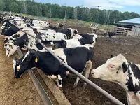 Bull, Russian Black pied cattle — photo 1