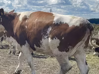 Cow, Holstein breed — photo 1