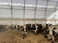 Cow, Holstein breed — photo 3