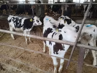 Bull, Holstein breed — photo 1