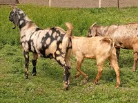 Billy Goat, Nubian Goat — photo 2