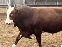 Bull, Hereford — photo 1