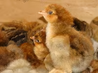 Chickens — photo 3