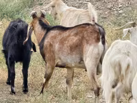 Billy Goat, Goats — photo 4