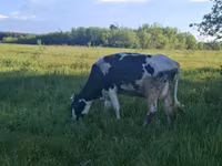 Bull, Cattle — photo 5