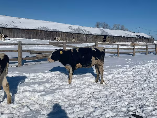 Cow, Russian Black pied cattle