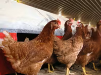 Chickens — photo 4