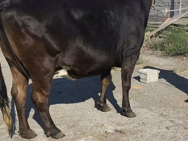 Holstein-Rasse