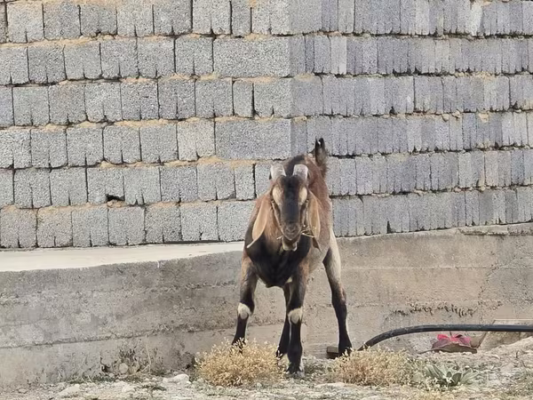 Billy Goat, Nubian Goat
