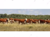 Cow, Simmental cattle — photo 8
