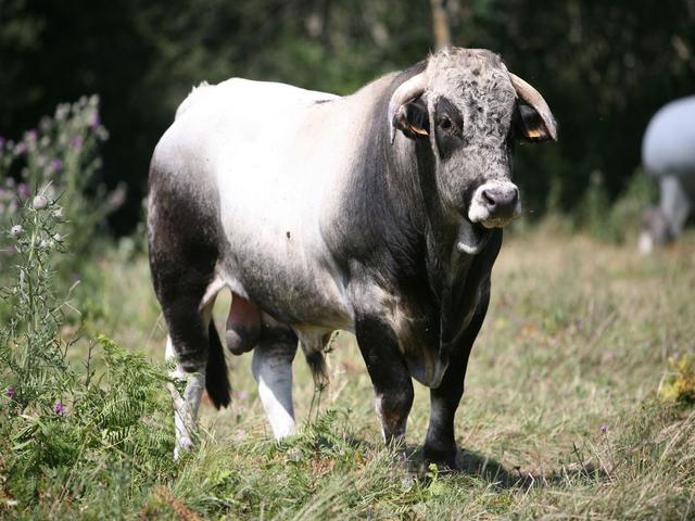 Gascon cow