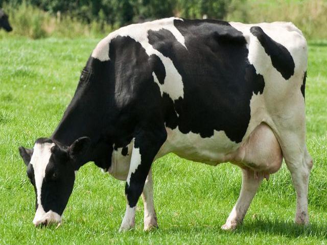 Holstein-race