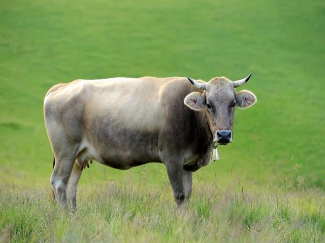 Lebedinskaya cow