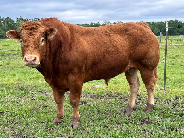 Limousin-ko.