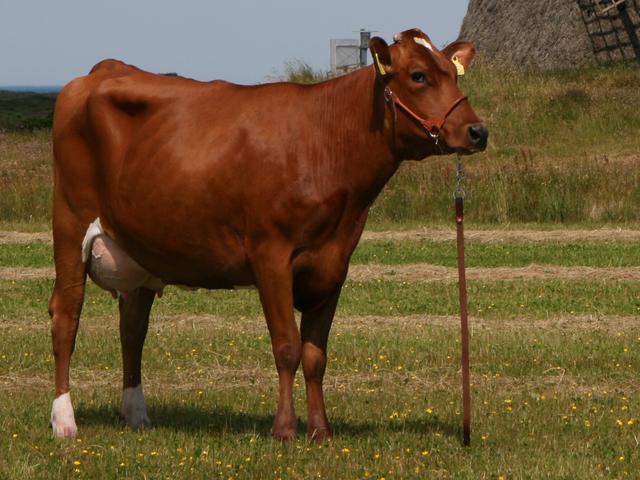 Dansk rød ko