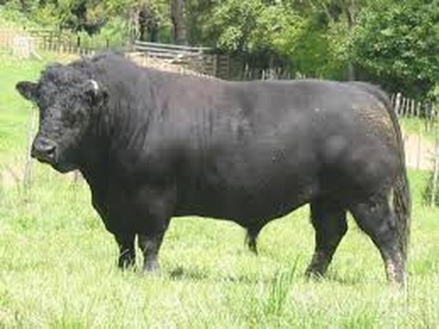 Walisisk sort ko