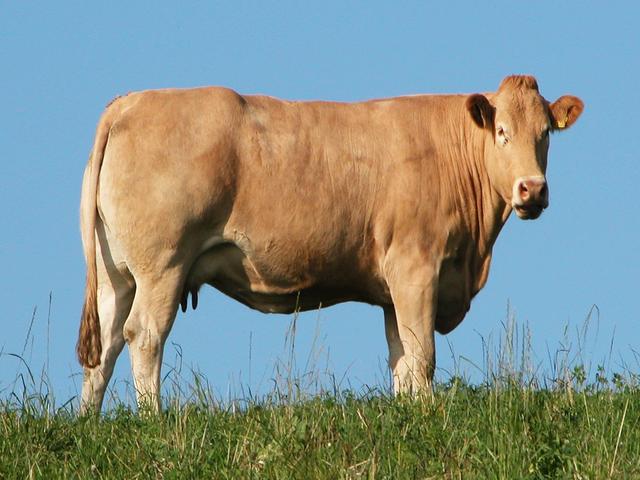 Yorkshire-koe