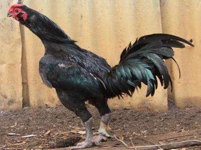 ஆஸ்திரேலியன் பிட் கேம் ஃபௌல்
