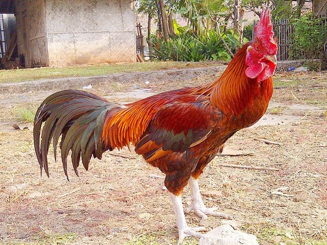 ஆயம் பெலுங்