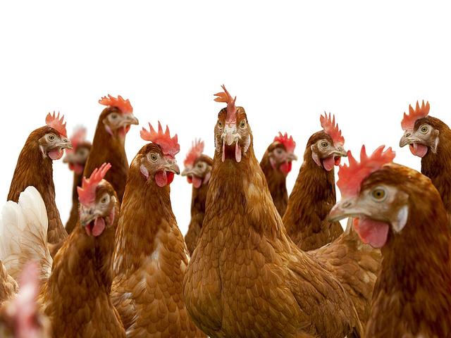 آی‌اِس‌ای براون