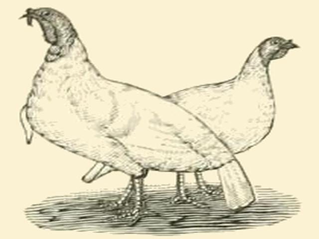 வெள்ளை ஹாலந்து