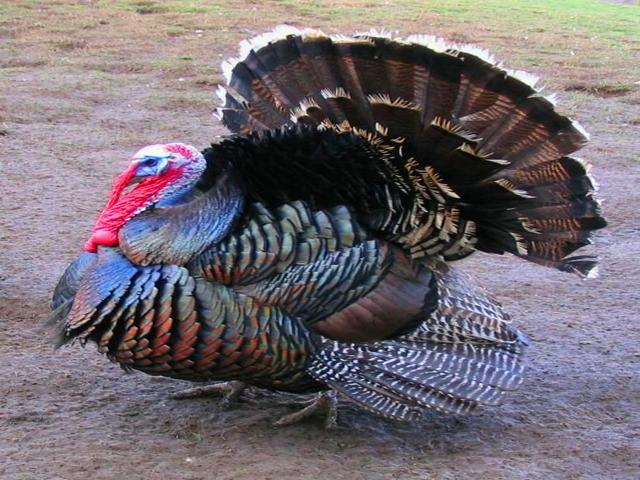 பிரோன்ஸ்