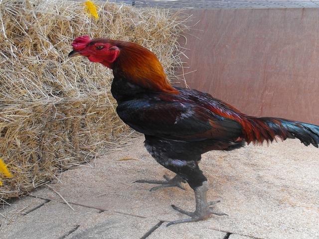 ஆஸ்திரேலியன் கேம்