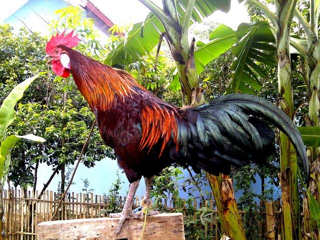 ஆயம் கேடாவா