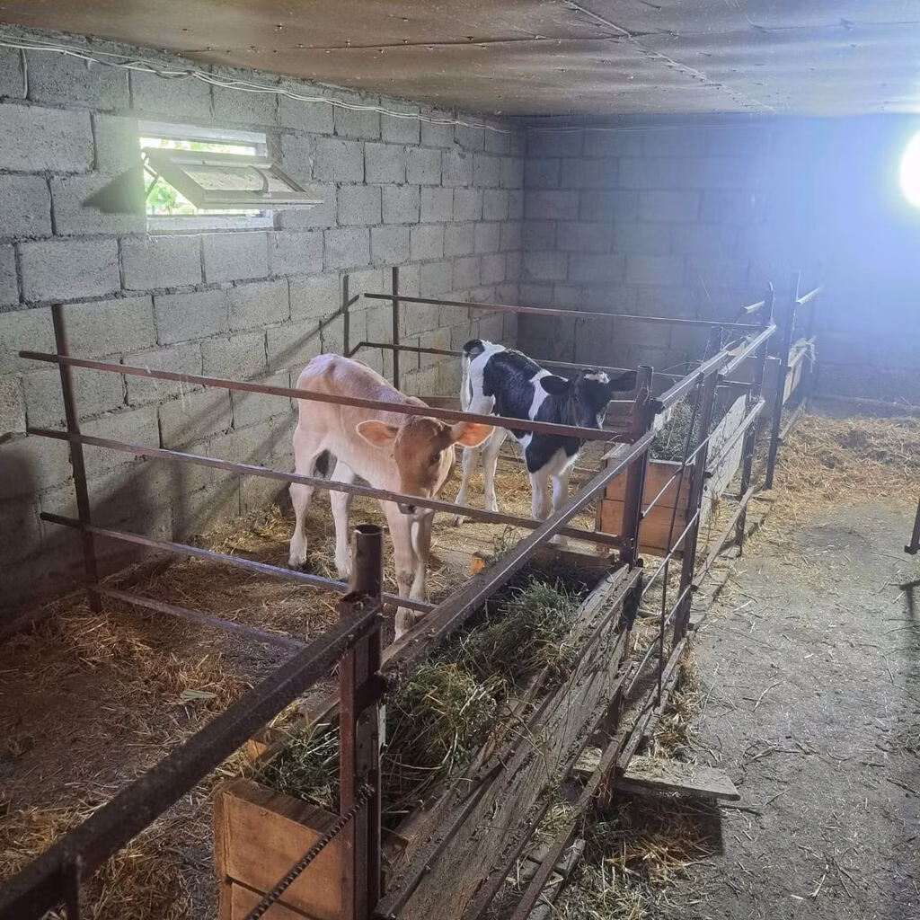Holstein breed